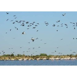 ACT: CAÑADA DE LOS PÁJAROS...