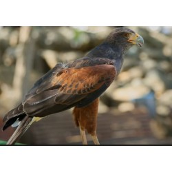 ACT: MUNDOPARK GUILLENA (1ºCICLO E.P.)