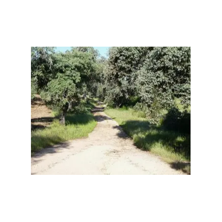 ACT: SALIDA SENDERISMO ARROYO DE LAS CAÑAS 3ºESO