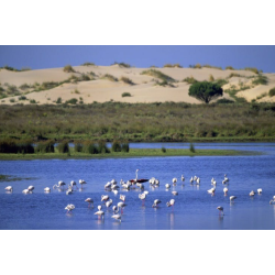 ACT: PARQUE NATURAL DOÑANA...