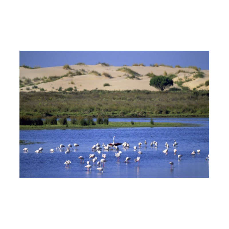 ACT: PARQUE NATURAL DOÑANA (4ºESO)