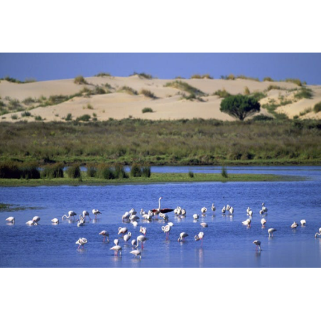 ACT: PARQUE NATURAL DOÑANA (4ºESO)